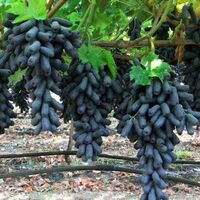 Promotional top quality fruit tree grapes plant seeds grape seedlings for sale