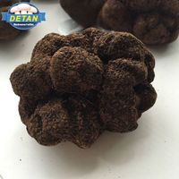 Detan Fresh Black Truffle of Wild Mushrooms