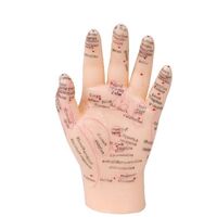 Human Hand Acupuncture Point Model Chinese Medicine Hand Teaching Model 13cm