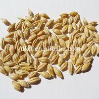 China Non-GMO good quality Barley bulk good quality