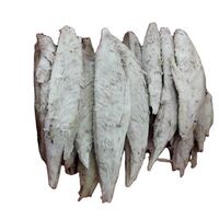 Frozen Fresh Bonito Tuna Fish