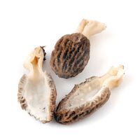 free shipping great dried morels price/real morels