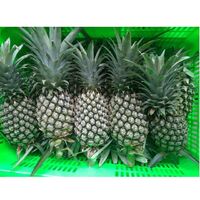 Vietnam Supplier 100% Fresh Tropical Delicious Popular Natural Yellow Meat Ripe Pineapple/Pineapple Fruit for Sale in Bulk