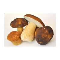 Italian High Quality Fresh Frozen Boletus Boletus