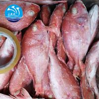 Premium Frozen Red Snapper