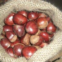 Mesh bag packaging of Chinese origin High quality raw chestnuts