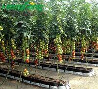 hydroponic tomato greenhouse