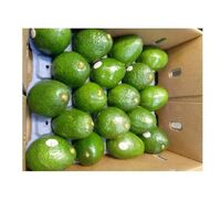 Hot Hass Mexico Premium Distributor Avocado Prices Natural Chilled Fruit Fresh Fruit Importers Wholesale Avocados