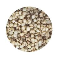 New Crop Wholesale China Coix Seed Factory Price