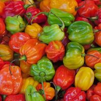 Scotch Bonnet Premium Scotch Bonnet Chili & Fresh Red Chili