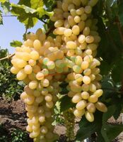 Indian fresh green grape exporter