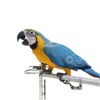 blue and gold macaw live macaw