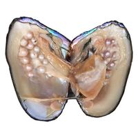 Freshwater monster oysters take pearls 10-30 pearls one-on-one live oyster live broadcast