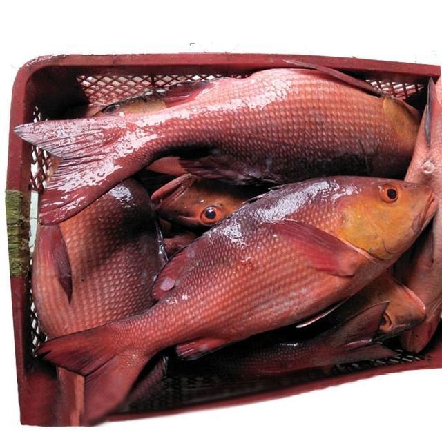 Top Frozen Seafood Red Sea Bass Whole Fish from Indonesia, Frozen Whole