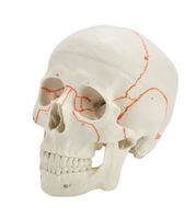 Human Skull Model Removable Vivid Bone Suture Human Skull Anatomy Model