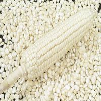 White Corn Non-GMO (White Corn), White Corn Corn Supplier, Global Resource Exporter