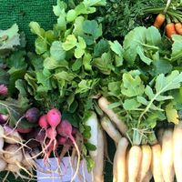 Naturally grown and wisely selected radish