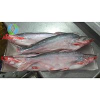 Super full round frozen catfish weight 10kg from Vietnam cheap price