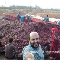 Fresh Red Onions, Yellow Onions, Egyptian Onions to Hungary