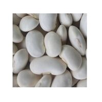 High Quality White Butter Beans at Low Bulk Prices