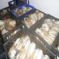 live geoduck for sale