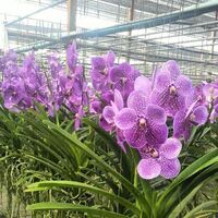 Vanda orchid