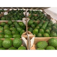 Top Fresh Colombian Avocado Hass Avocado