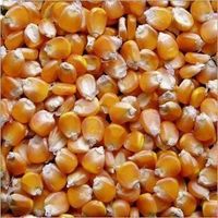 Dry Yellow Corn Wholesale Yellow Corn Animal Feed For Animal Feed