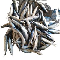 New Arrival Fresh Fatty Mackerel Japan Best Whole Sale Whole Whole Round Fish Frozen Pacific Mackerel Largest Chunk Box