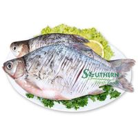 Farm Raised SFF Fresh Price Style Pack Vacuum Bag Origin IQF Other Fish Frozen Salted Silver Carp From Vietnam