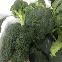 Original Broccoli Vegetable Factory Price Low Price Grade Export Wholesale High Quality Bulk Fresh