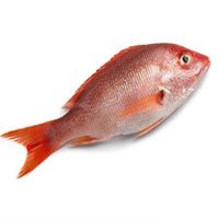 Frozen red and black snapper for sale
