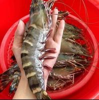 Best Quality Fresh Frozen Black Tiger Shrimp From Vietnam