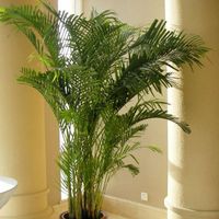 Hawaii Palm Artificial Plants Palm