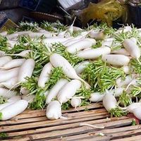 FRESH WHITE RADISH FROM VIETNAM/WHATSAPP+0084 845639639