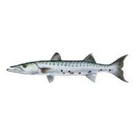 Global supplier of high quality frozen barracuda