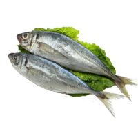 Frozen whole horse mackerel fish price